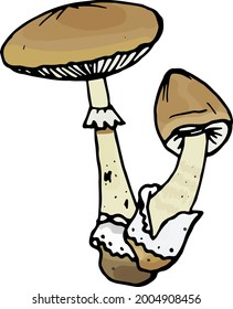 The inedible mushrooms without background