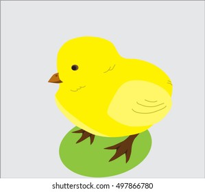 inexperienced chick walking on the footpath