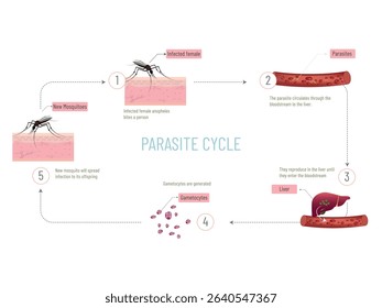 Infected mosquito biting human skin, transmitting parasites through the bloodstream to the liver, reproducing and spreading dengue fever in a continuous cycle