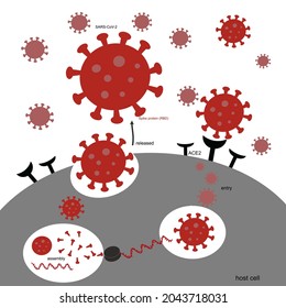 The infection pathway of Novel coronavirus 2019 or SARS-CoV-2 (COVID-19) that infect the host cells with specific binding of viral Spike protein and ACE2 receptor of host cells.