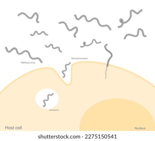 Der infektiöse Weg des Marburg-Virus, der die Wirtszelle infiziert. Dieses Bild zeigt den wichtigen Infektionsschritt: Makropinocytose, endosomer Bestandteil.