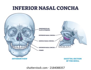 Inferior nasal concha location with human nose area anatomy outline diagram. Labeled educational scheme with medical breathing cavity from anterior and sagittal section of skull vector illustration.