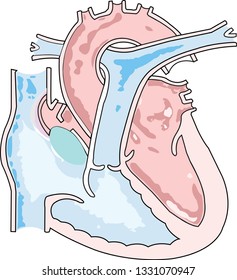 Inferior vena cava for Heart Anatomy Vector