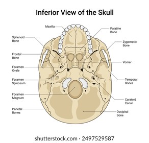 Vista inferior del cráneo