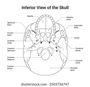 Vista inferior del cráneo en estilo de línea