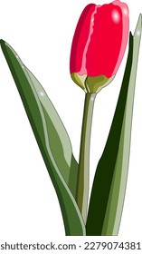 An infinitely red tulip bud with green leaves and stem on a white background, a beautiful red tulip, a scarlet spring flower on a white background. Vector. Illustration