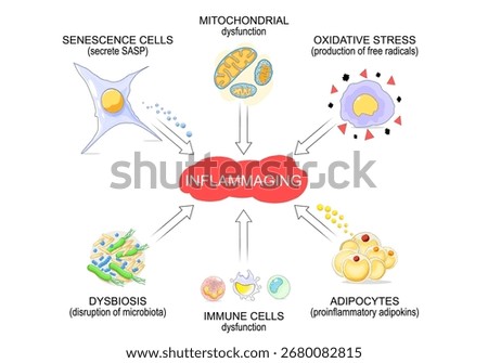 Inflammaging. Ageing process. Chronic inflammation that develops with advanced age. Anti-aging therapy. Anti aging medicine. Vector illustration