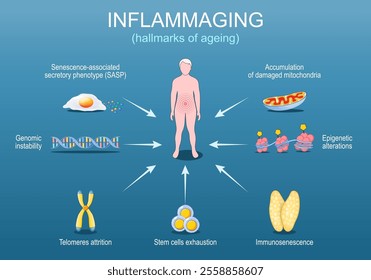 Inflammaging. Hallmarks of ageing. Chronic inflammation that develops with advanced age. Anti-aging therapy. Anti aging medicine. Vector illustration