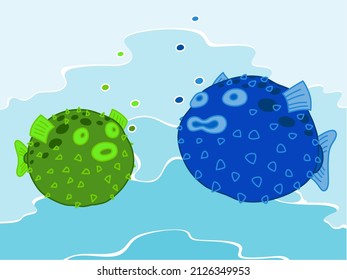 inflated puffer fish floating in the sea