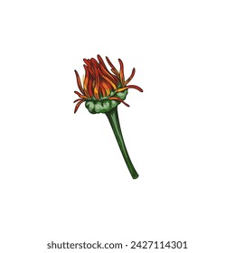 Inflorescence of calendula bud. Vector illustration of wilting marigold, isolated background. Ideal for design, beauty or health themes.