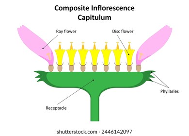 Inflorescence Capitulum. Diagram. Family Asteraceae.