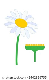 Inflorescence capitulum. Diagram. Leucanthemum vulgare.