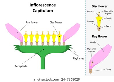 Inflorescence Capitulum. Ray flower and disc flower. Diagram.