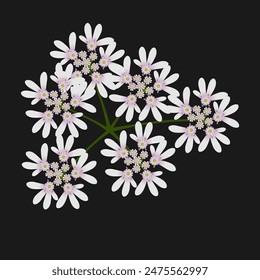 Inflorescence of a coriander plant on a black background.