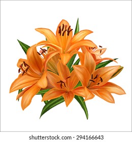 inflorescence flowers orange lily isolated