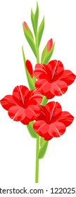 Inflorescence of gladiolus with red flowers isolated on white background