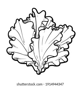 Inflorescence lettuce leaves linear drawing on white background