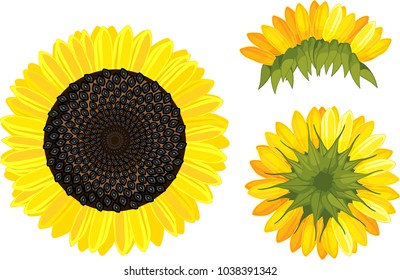 Inflorescence of sunflower with black seed and yellow petals. View from different angles