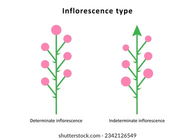 Inflorescence types. Determinate and indeterminate inflorescences.