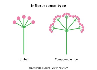 Inflorescence types. Umbel and compound umbel.