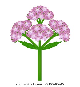 Inflorescence of a valerian plant with leaves on a white background.