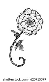 inflorescence of wild rose, flower image for Tattoo. Label, decorative element for design. Printing on fabric or mug. Vector illustration, isolated. Linear ink drawing briar, handmade.