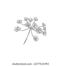 Inflorescences of dill plant outline black and white, sketch hand drawn vector illustration isolated on white background. Dill herb icon for food spices.