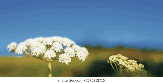 Inflorescences of the plant Heracleum sphondylium against the skyline above the field. Vector.