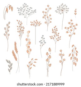 Inflorescences of wild cereals. Dried flowers bouquet. Design element