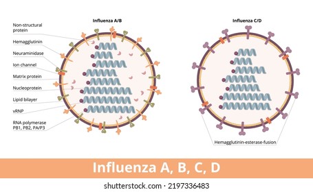 Influenza (Typen A, B, C, D). Vier Arten von Influenzavirus-Zellen, Influenza A und B (Hämagglutinin und Neuraminidase) und Influenza C und D (Hämagglutinin-Esterase-Fusion). 