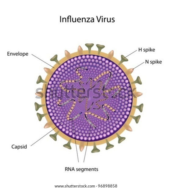 Influenza virus: bird flu
and swine flu