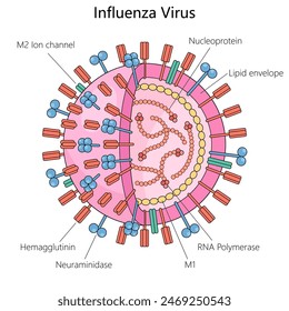 influenza virus, components hemagglutinin, neuraminidase, RNA polymerase, and lipid envelope structure diagram hand drawn schematic vector illustration. Medical science educational illustration