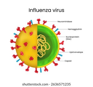 Influenza Virus Detailed Structure Diagram