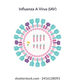 Influenza A virus IAV science vector illustration graphic