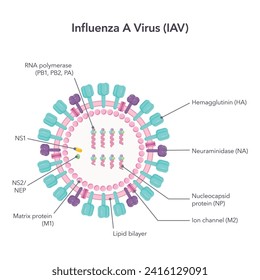 Influenza A virus IAV science vector illustration graphic diagram