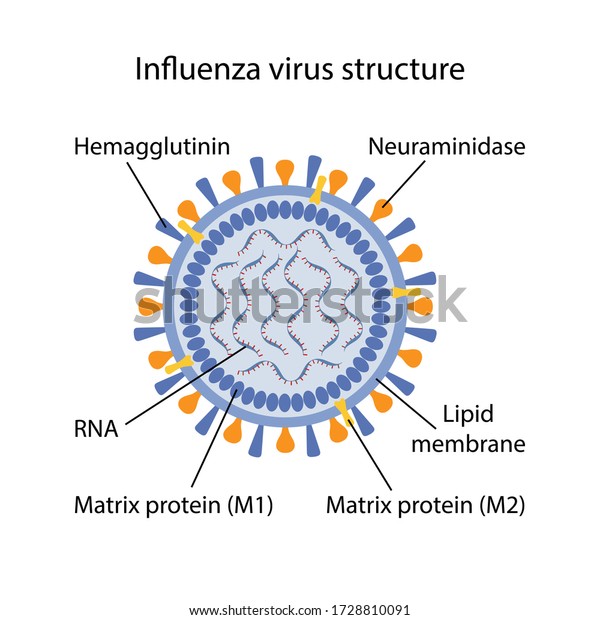 Influenza virus structure with corresponding\
designations. Microbiology. Virology. Vector illustration in flat\
style isolated over white background.\

