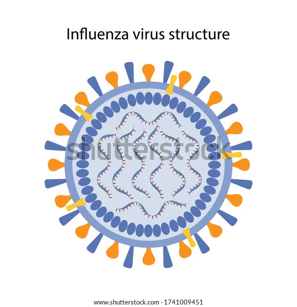 Influenza\
virus structure. Microbiology. Virology. Vector illustration in\
flat style isolated over white background.\
