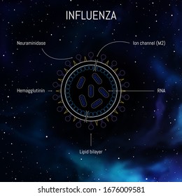 Influenza Virus Structure With Proteins, Membrane And RNA. Flu Stain Medical Infographic With Disease Cell As Line Art Illustration.