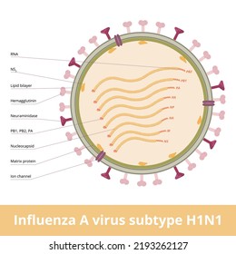 Influenza A Virus Subtype H1N1. An Orthomyxovirus That Contains Glycoproteins, Hemagglutinin And Neuraminidase And Causes Spanish Flu, Swine Flu. Viral Cell.