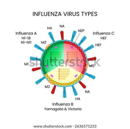 Influenza Virus Types Visual Guide