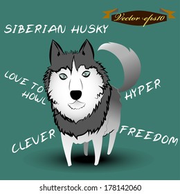 info graphic illustration design vector of siberian husky