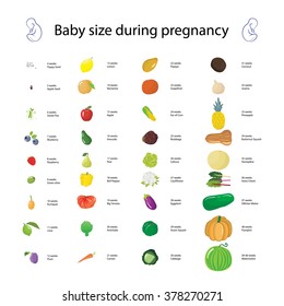 Infographic about baby size during pregnancy comparing with different fruits and vegerables. Vector illustration