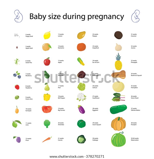 Infographie Sur La Taille Du Bebe Image Vectorielle De Stock Libre De Droits