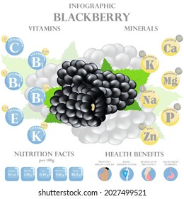 Infografía sobre nutrientes en la mora negra. Ilustración vectorial de la mora, vitaminas, baya, alimentos sanos, nutrientes, dieta. Vitaminas y minerales. Beneficios para la salud de la mora negra.