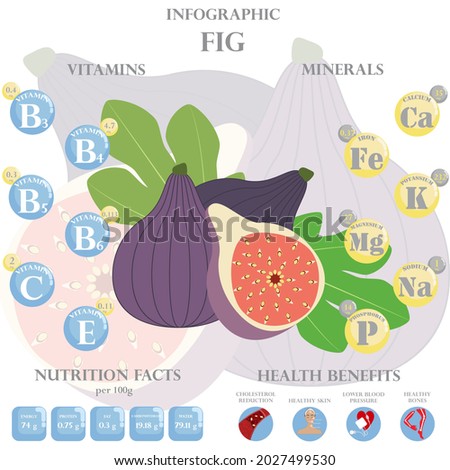 Infographic about nutrients in fig. Vector illustration of fig, vitamins, fruits, healthy food, nutrient, diet. Vitamins and minerals. Health benefits of fig.