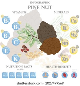 Infographic about nutrients in pine nut. Vector illustration of pine nut, vitamins, nuts, healthy food, nutrient, diet. Vitamins and minerals. Health benefits of pine nut.