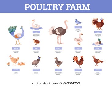 Infografía sobre el estilo plano de la granja avícola, ilustración vectorial sobre fondo blanco. Diseño decorativo con lugares de texto, diferentes aves de granja con títulos. Pollo, pato, avestruz, codorniz y pavo real