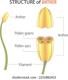 Infographic about the structure of anther - vector