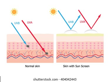 Infographic about sunscreen lotion protect human skin from UVA , UVB ray   sunscreen.lotion