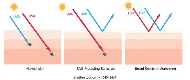 Infographic about sunscreen lotion protect human skin from UVA , UVB ray  